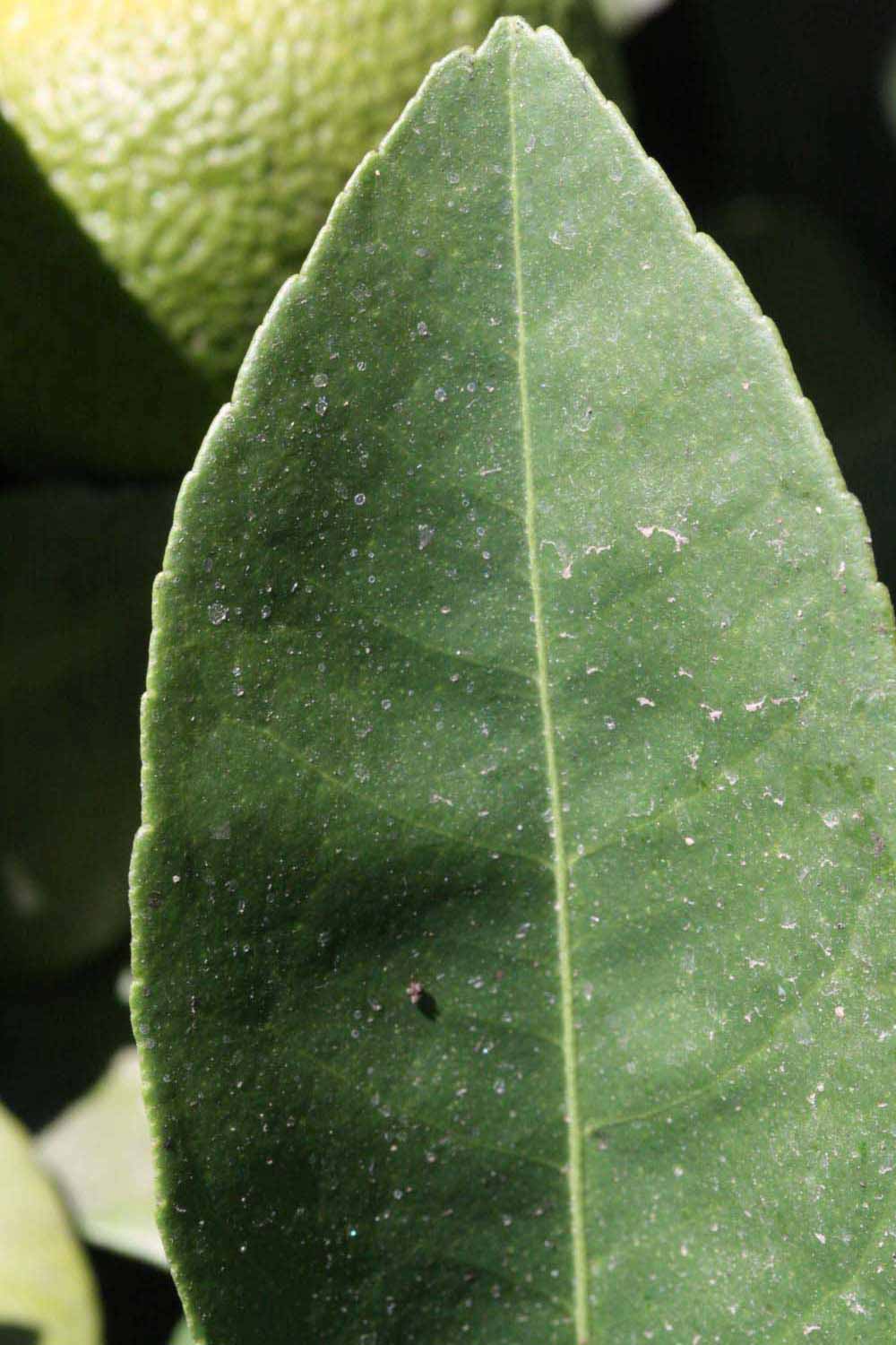              Margin (Riverside, CA)       